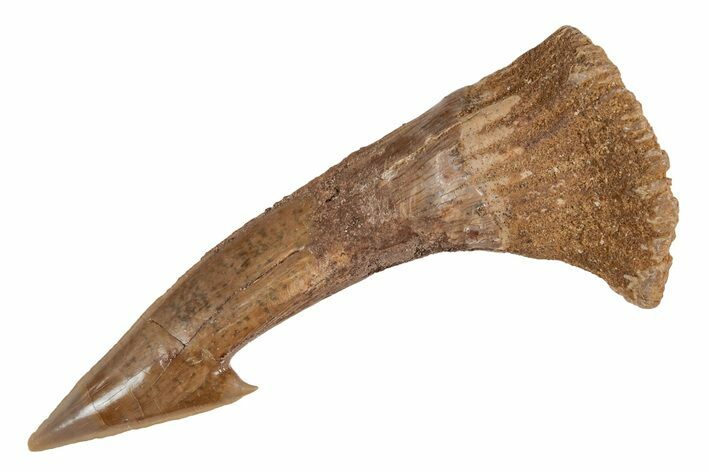 Fossil Sawfish (Onchopristis) Rostral Barb - Morocco #219881
